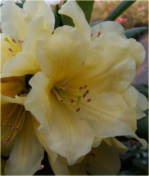 Rododendron wielkokwiatowy -  Karibia Rhododendron Karibia