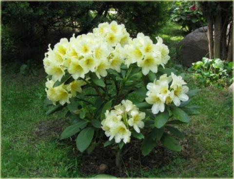 Rododendron wielkokwiatowy -  Karibia Rhododendron Karibia