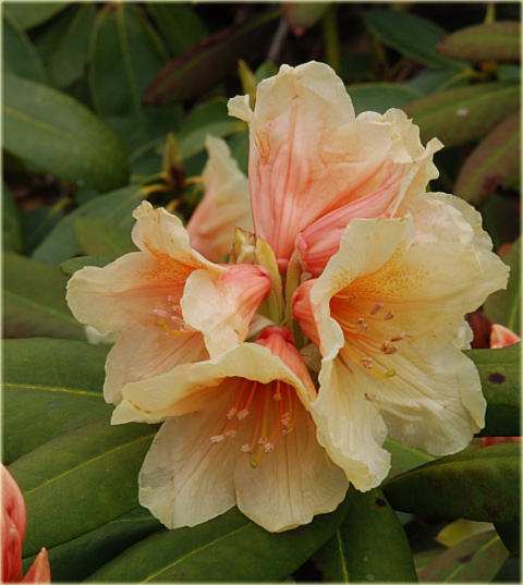 Rododendron wielkokwiatowy -  Karibia Rhododendron Karibia