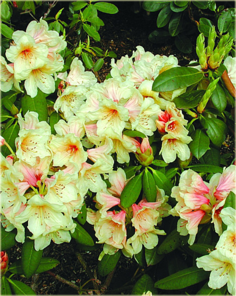 Rododendron wielkokwiatowy -  Karibia Rhododendron Karibia