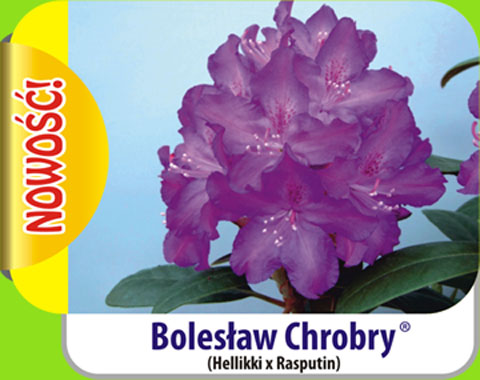 Rhododendron Bolesław Chrobry Rododendron królewski Bolesław Chrobry