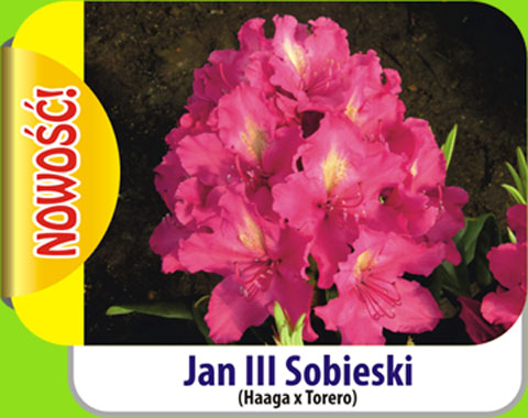 Rhododendron Jan III Sobieski Rododendron królewski Jan III Sobieski