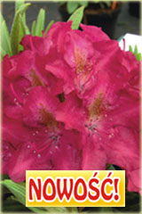 Rododendron królewski Kazimierz Wielki Rhododendron Kazimierz Wielki