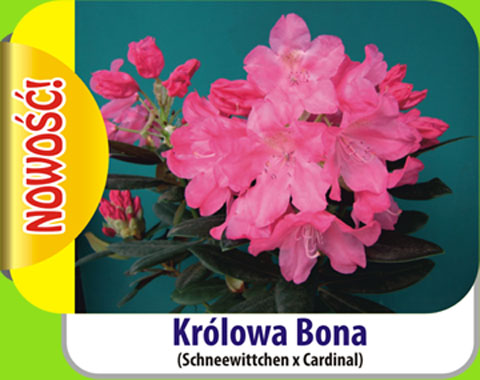Rhododendron Królowa Bona Rododendron królewski Królowa Bona