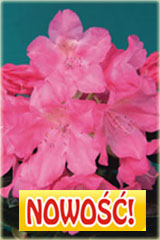 Rododendron królewski Królowa Bona Rhododendron Królowa Bona