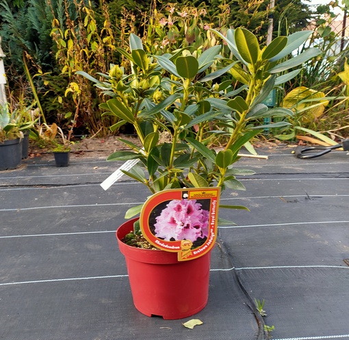 Rododendron królewski Królowa Jadwiga Rhododendron Królowa Jadwiga