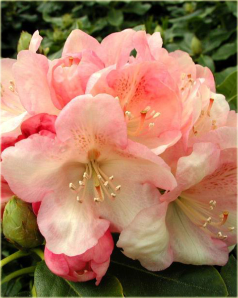 Rododendron wielkokwiatowy Lachsgold - Rhododendron Lachsgold