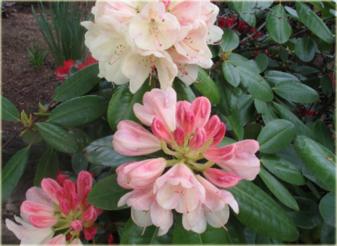 Rododendron wielkokwiatowy Lachsgold - Rhododendron Lachsgold