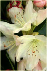 Rododendron wielkokwiatowy Lachsgold - Rhododendron Lachsgold