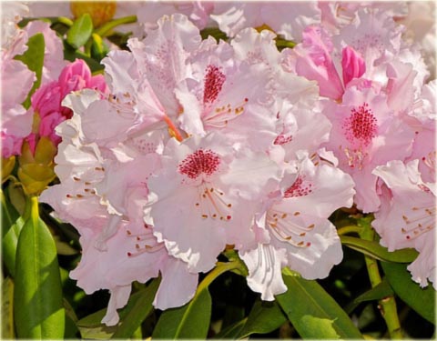 Rododendron jakuszimański Lamentosa - Rhododendron yakushimanum Lamentosa