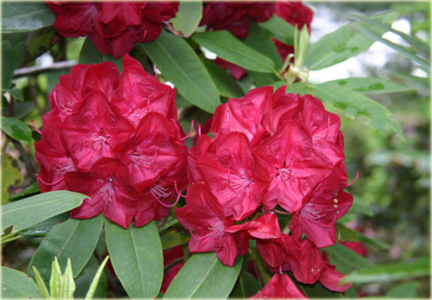 Rododendron wielkokwiatowy Lems Stormcloud - Rhododendron Lems Stormcloud
