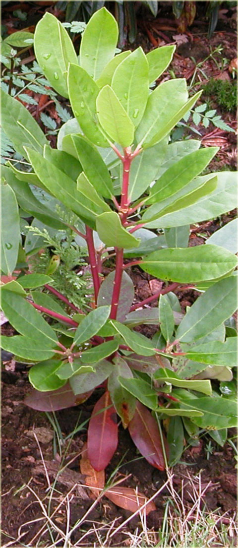 Rododendron wielkokwiatowy Lems Stormcloud - Rhododendron Lems Stormcloud