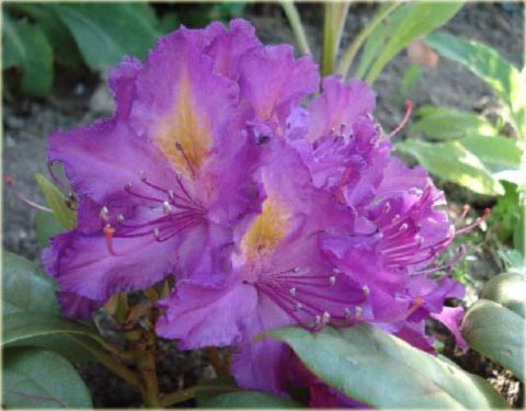 Rododendron wielkokwiatowy Libretto - Rhododendron Libretto