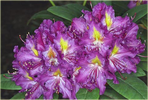 Rododendron wielkokwiatowy Libretto - Rhododendron Libretto