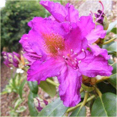 Rododendron wielkokwiatowy Libretto - Rhododendron Libretto