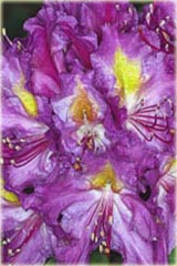 Rododendron wielkokwiatowy Libretto Rhododendron Libretto