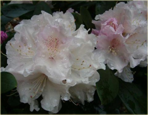 Rododendron jakuszimański Loreley - Rhododendron yakushimanum Loreley