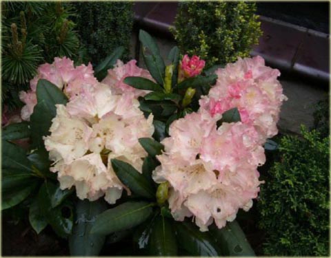 Rododendron jakuszimański Loreley - Rhododendron yakushimanum Loreley