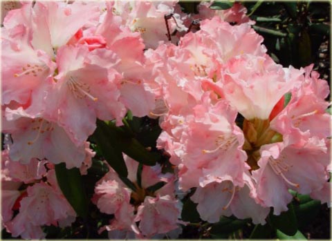 Rododendron jakuszimański Loreley - Rhododendron yakushimanum Loreley