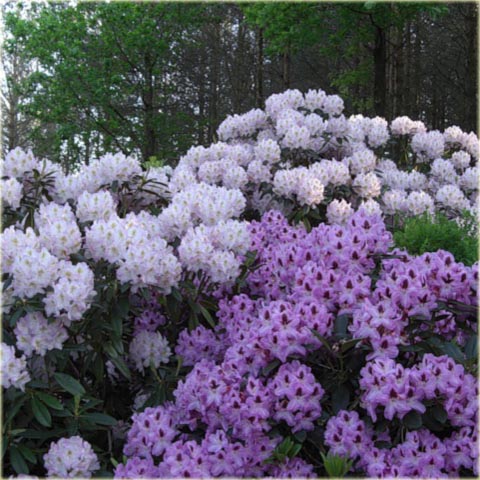 Rododendron wielkokwiatowy Lugano - Rhododendron Lugano