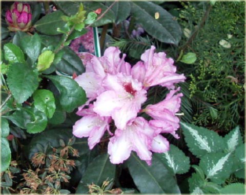 Rododendron wielkokwiatowy Lugano - Rhododendron Lugano