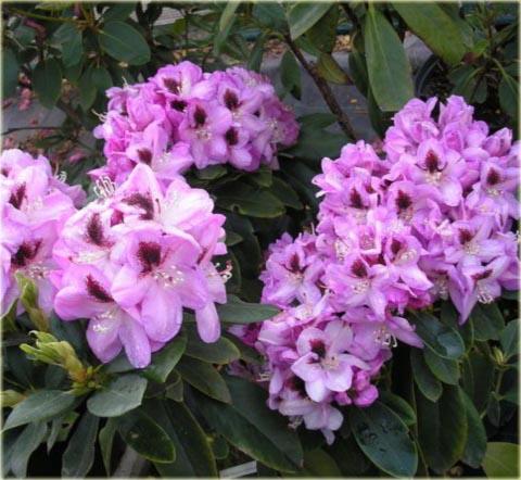 Rododendron wielkokwiatowy Lugano - Rhododendron Lugano