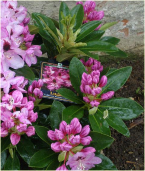 Rododendron wielkokwiatowy Lugano - Rhododendron Lugano