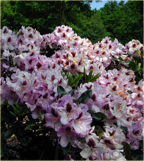 Rododendron wielkokwiatowy Lugano - Rhododendron Lugano