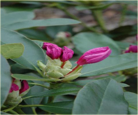 Rododendron wielkokwiatowy Lugano - Rhododendron Lugano