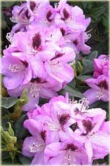 Rododendron wielkokwiatowy Lugano - Rhododendron Lugano