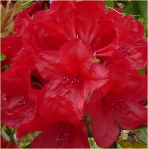 Rododendron wielkokwiatowy Mars - Rhododendron Mars