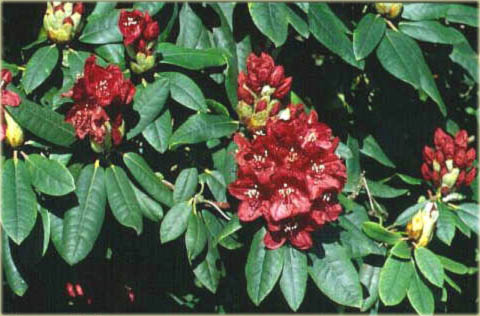 Rododendron wielkokwiatowy Mars - Rhododendron Mars