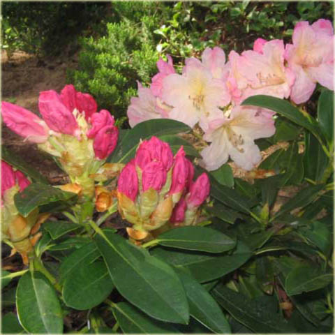 Rododendron wielkokwiatowy Mars - Rhododendron Mars