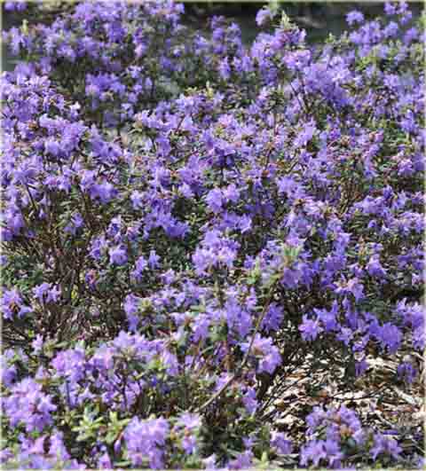 Rododendron miniaturowy  Blue Silver - Rhododendron  Blue Silver