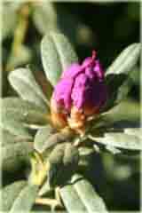 Rododendron miniaturowy  Blue Silver - Rhododendron  Blue Silver