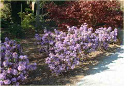 Rododendron miniaturowy Blue Tit - Rhododendron Blue Tit