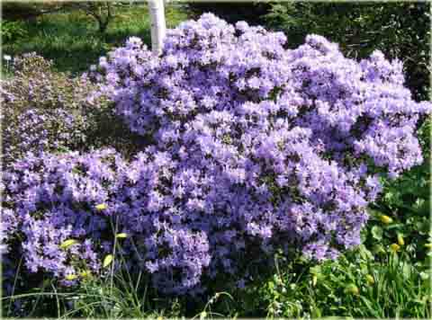 Rododendron miniaturowy Blue Tit - Rhododendron Blue Tit