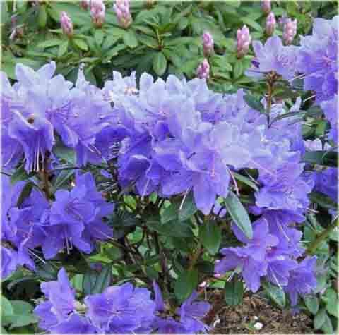 Rododendron miniaturowy Blue Tit - Rhododendron Blue Tit