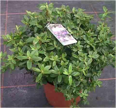 Rododendron miniaturowy Blue Tit - Rhododendron Blue Tit