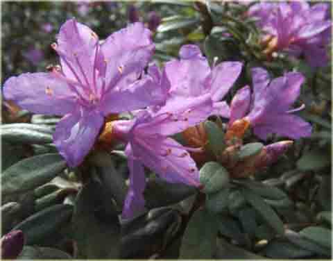 Rododendron miniaturowy Blue Tit - Rhododendron Blue Tit