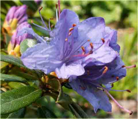 Rododendron miniaturowy Blue Tit - Rhododendron Blue Tit