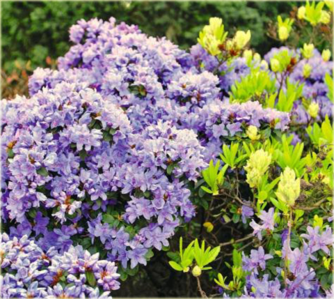 Rododendron miniaturowy Blue Tit - Rhododendron Blue Tit