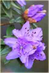 Rododendron miniaturowy Blue Tit - Rhododendron Blue Tit
