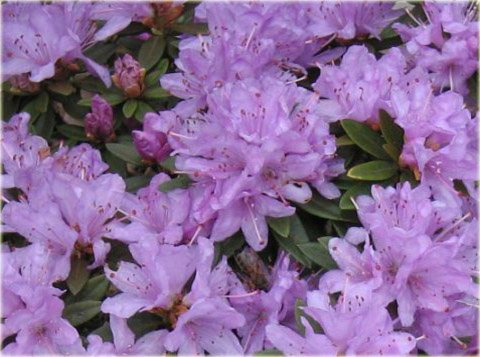 Rododendron miniaturowy Coralium - Rhododendron Coralium
