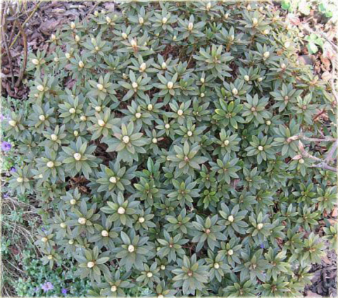 Rododendron miniaturowy Coralium - Rhododendron Coralium