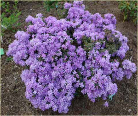 Rododendron miniaturowy Krumlov - Rhododendron Krumlov