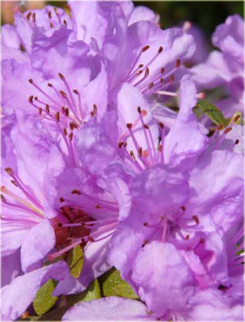 Rododendron miniaturowy Krumlov - Rhododendron Krumlov