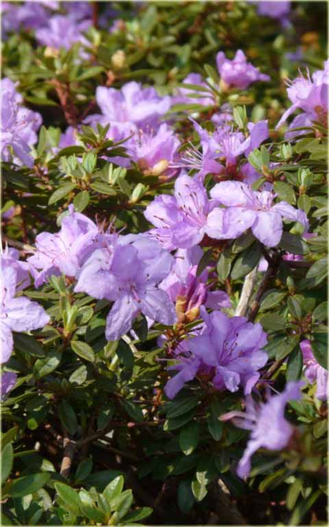 Rododendron miniaturowy Krumlov - Rhododendron Krumlov