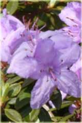 Rododendron miniaturowy Krumlov - Rhododendron Krumlov