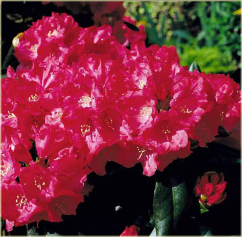Rododendron jakuszimański Morgenrot - Rhododendron yakushimanum Morgenrot